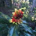 Costus arabicus Fruct