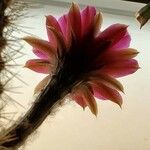 Echinocereus engelmannii Квітка