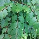 Acer cissifolium Folha