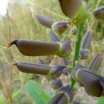 Crotalaria retusa 果