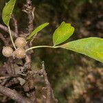 Trichilia trifolia Habit