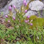 Gentianella ramosa Flor