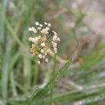 Plantago maritima Ffrwyth