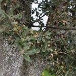 Quercus faginea Blad