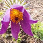 Anemone pulsatilla 花