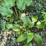 Hosta longipes Habit