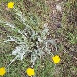 Achillea clypeolata Blomst