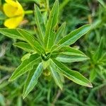 Ludwigia adscendens Blatt