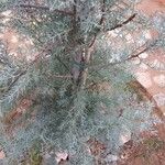 Cupressus arizonicaFolha