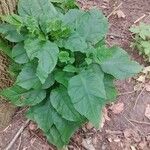 Nicotiana tabacum Blad