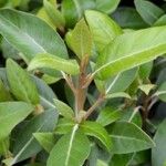 Olearia avicenniifolia برگ