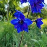 Delphinium elatum Flower