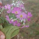 Primula malacoides Цвят