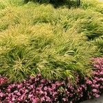 Hakonechloa macra Frunză