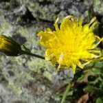 Hieracium amplexicaule Õis