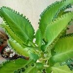 Kalanchoe laetivirens Folha