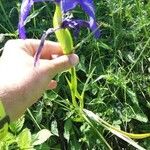 Iris latifolia Floro