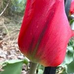 Tulipa grengiolensis Flower