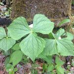 Trillium rugelii Habitus