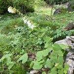 Campanula alliariifolia Elinympäristö