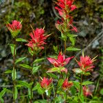 Castilleja miniata ফুল