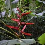 Heliconia monteverdensis Цвят