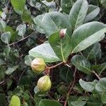 Chrysobalanus icaco Fruit