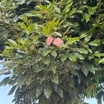 Tabebuia heterophylla Flor