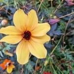 Bidens bipinnataFlor