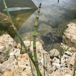 Equisetum × moorei List