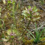 Iberis pinnata Gyümölcs