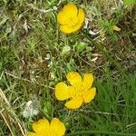 Ranunculus acris Diğer