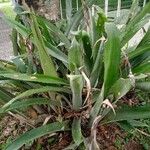 Bromelia karatas পাতা