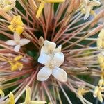 Ixora hookeri फूल