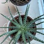 Aloe humilis Hoja