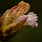 Rhododendron × geraldii Flower