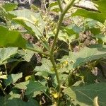 Solanum aethiopicum Ліст