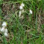 Eriophorum angustifolium Hábito