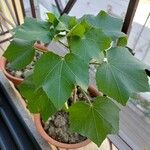 Hibiscus mutabilis Leaf