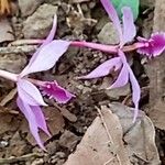 Epidendrum flexuosum Floare