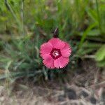 Dianthus plumariusЦвят