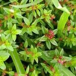 Rotala densifloraFlor