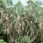 Ravenala madagascariensis Hábitos