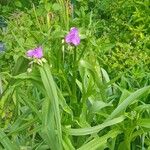 Tradescantia gigantea 花