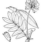 Astragalus frigidus অন্যান্য