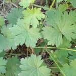 Geranium mascatense Foglia