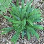 Blechnum spicantBlatt