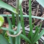 Fritillaria meleagris Bark