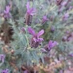 Lavandula stoechasफूल