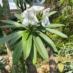 Pachypodium lamerei Φύλλο